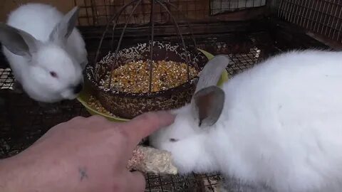 Чем кормить кормящую крольчиху весной