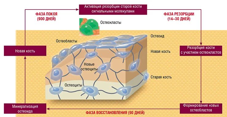 Клетки тканей остеокласты. Остеобласты и остеокласты. остеобласты и остеоциты. взаимодействие остеобластов и остеокластов. остеоцит остеобласт остеокласт остеон.
