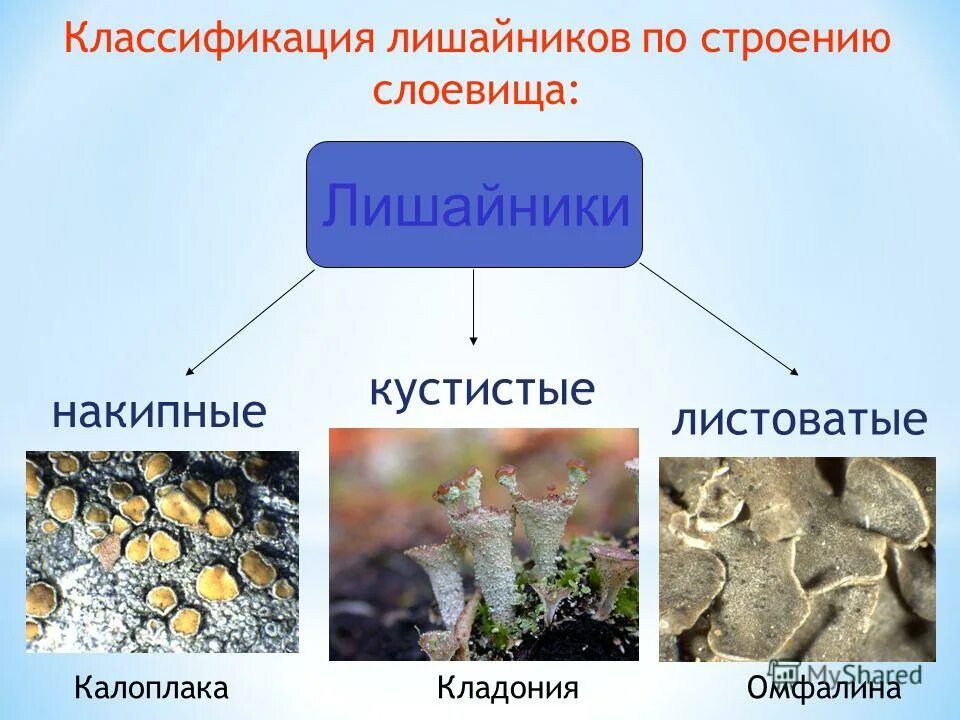 Лишайники это группа симбиотических организмов