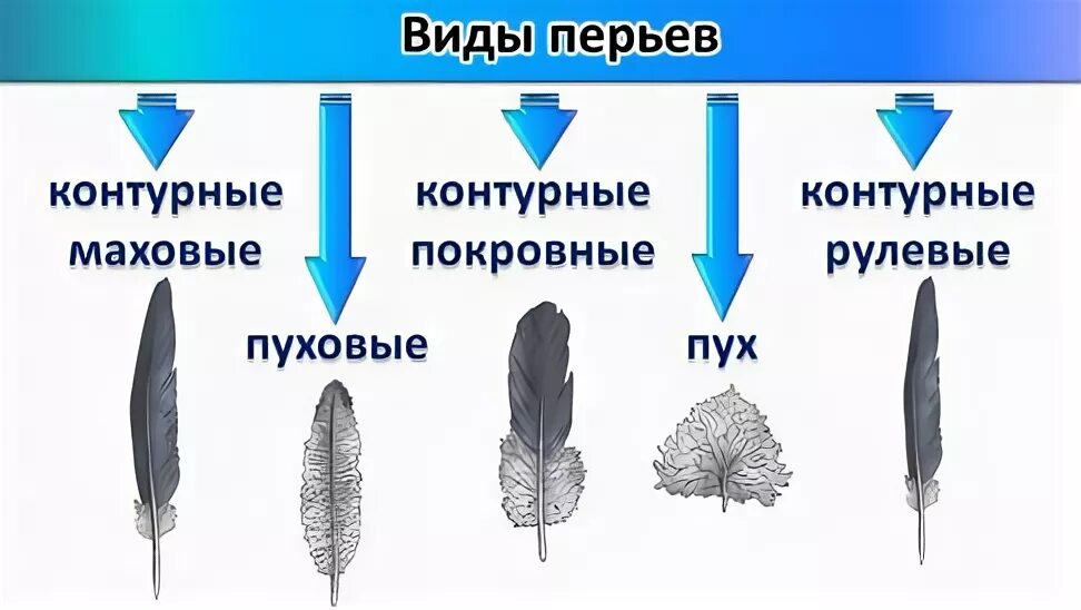 Перьевой покров птицы таблица. Перья птиц биология 7 класс. Строение перьев птицы биология 7 класс. Строение пера птицы 7 класс биология. Внешнее строение пера птицы 7 класс.