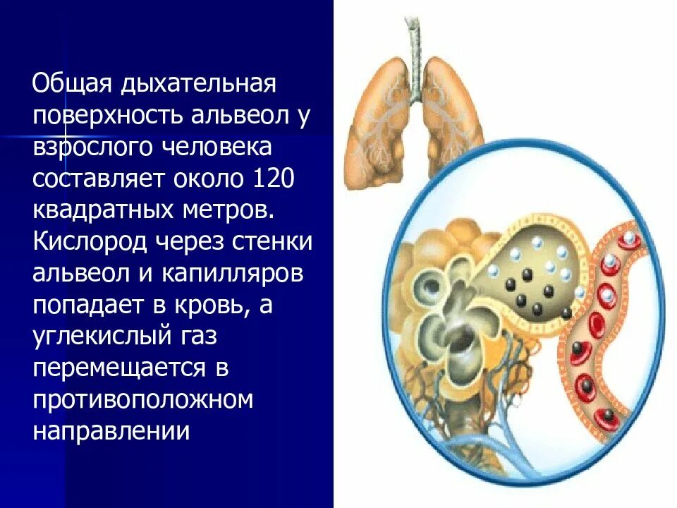 Насыщение кислородом капилляров альвеол повышение концентрации. Общая дыхательная поверхность всех альвеол составляет. общая дыхательная площадь альвеол. поверхность альвеол взрослого человека составляет. физиология дыхания.