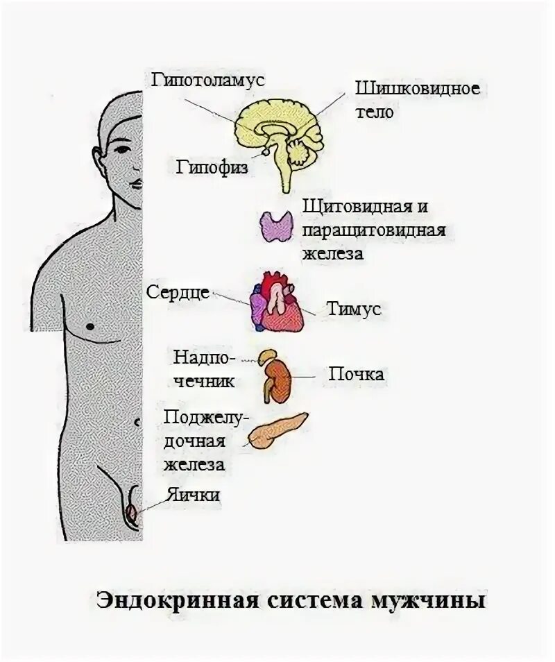 Какие гормоны вырабатываются у мужчин. Гормоны у мужчин. Эндокринная система у мужчин. Эндокринная система в норме. Нейроэндокринная система.