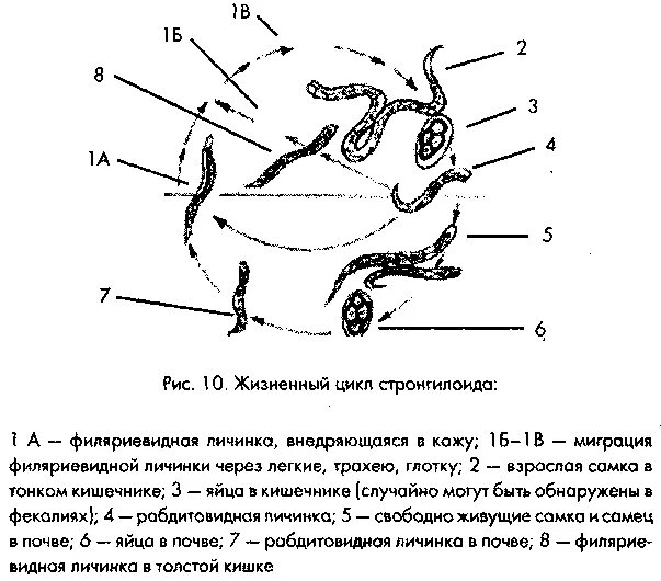 Жизненный цикл угрицы. Цикл развития угрицы кишечной схема. Стадии развития угрицы кишечной. Угрица кишечная цикл развития. Угрица кишечная жизненный цикл.