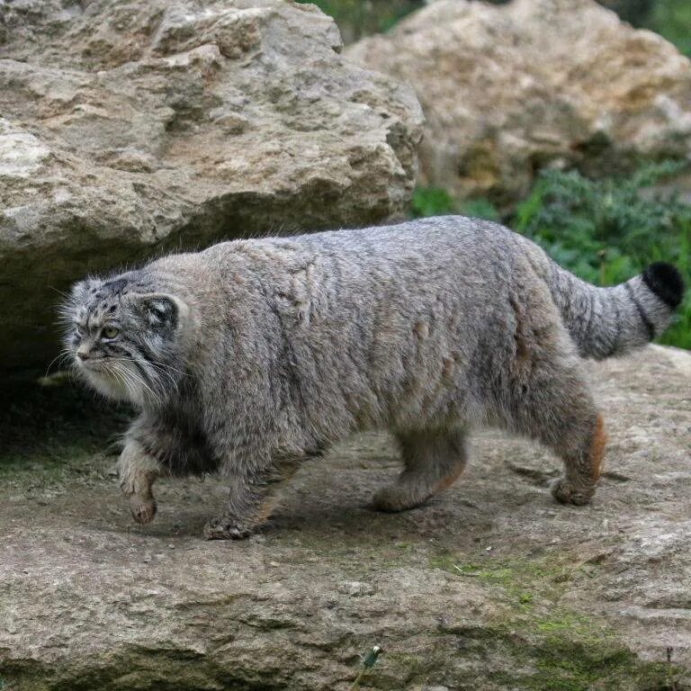 Кот Манул. Сибирский дикий кот Манул. Манул в норе. Манул злой. Плотность шерсти сибирского манула