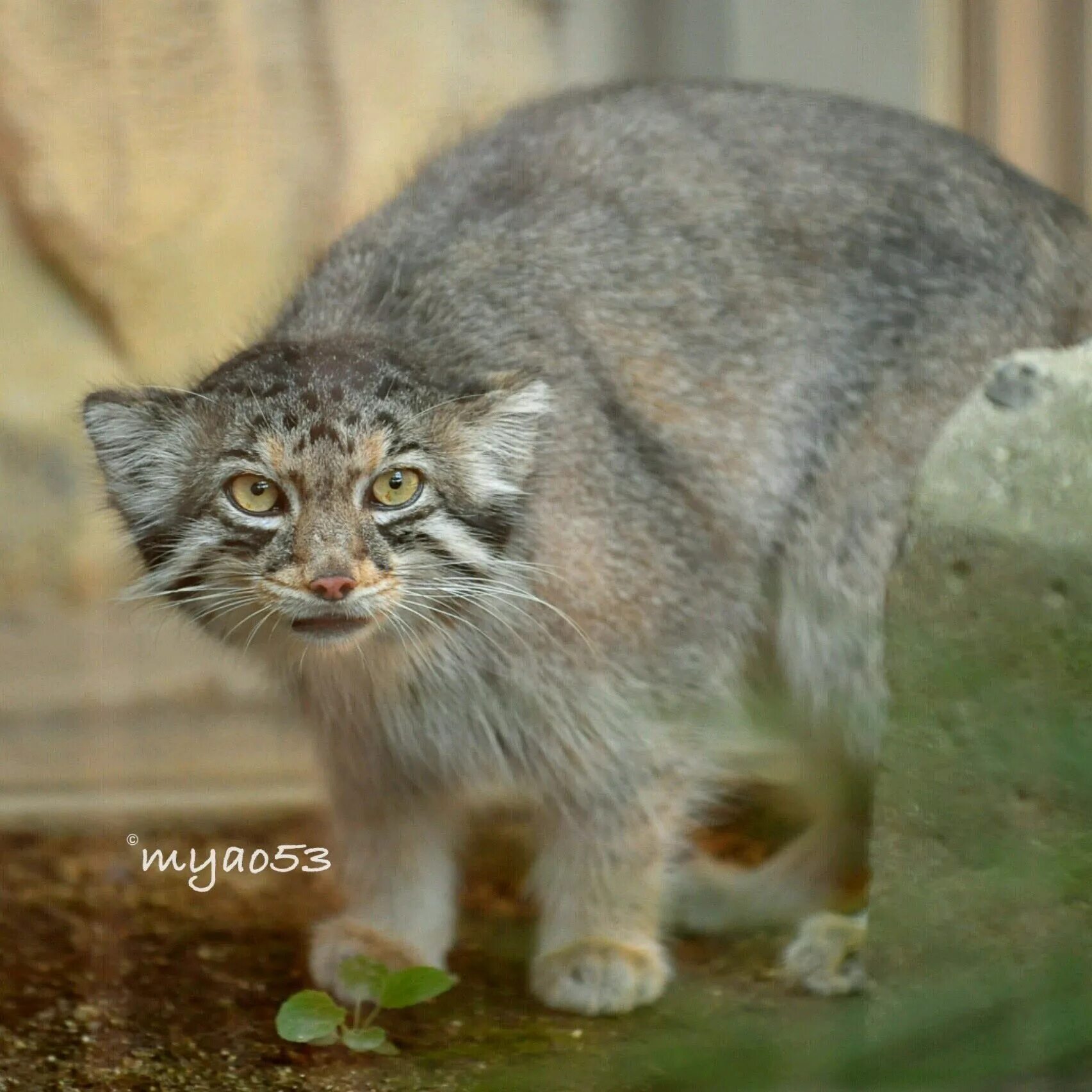 Манул кошачий. Камышовый кот манул. помесь кота и манула. виверровый кот рыболов. манул помесь.