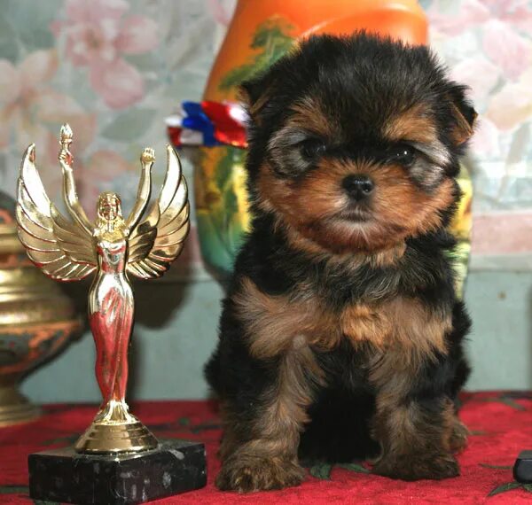 йоркширский терьер со щенками. щенка санкт петербург терьер. собачка ершский терьер. щенка санкт петербург терьер. собака норвич терьер.