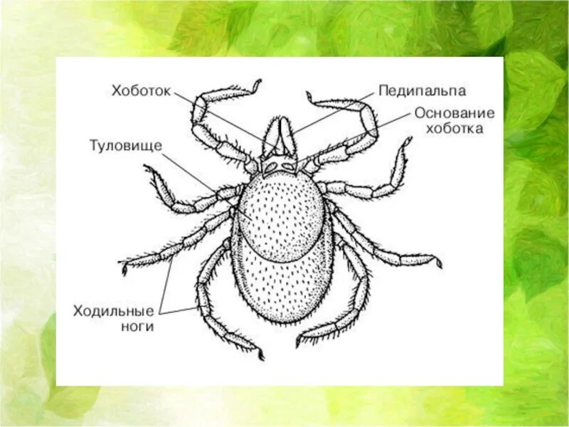 Клещ относится к паукообразным. Иксодовые клещи строение. Таежный клещ внутреннее строение. Строение иксодовых клещей. Внешнее строение таежного клеща.