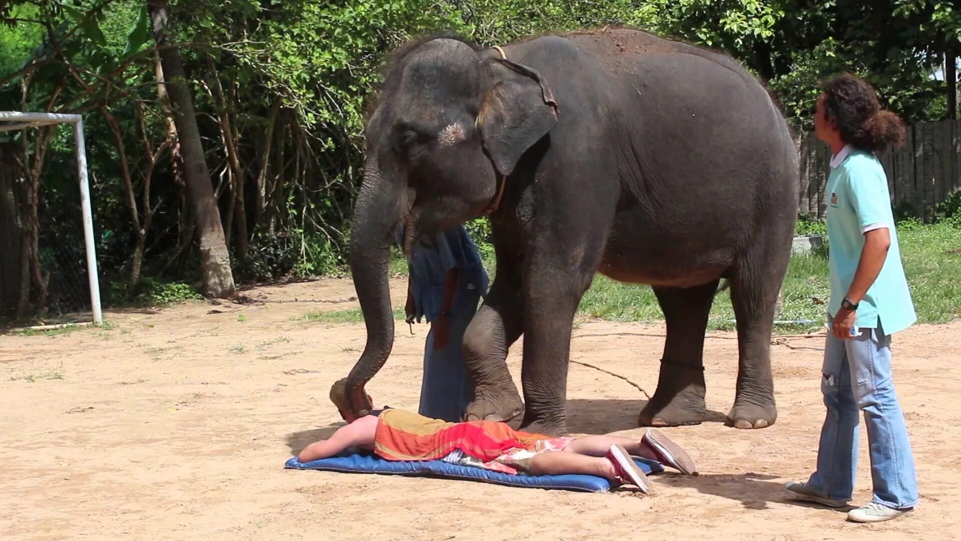 Поставь elephant. Массаж слонами в Тайланде. Слон Тайланд. Тайланд слоны.