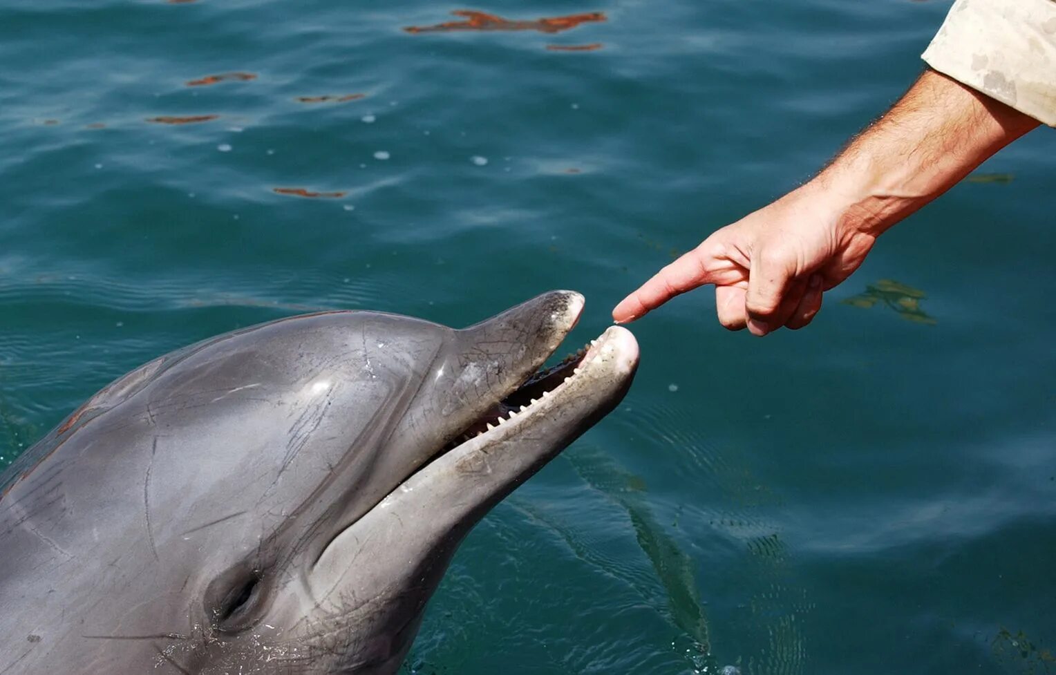 дельфин альбинос. дельфин афалина систематика. названия дельфинов и фото. гибриды дельфинов. дельфин белобочка афалина.