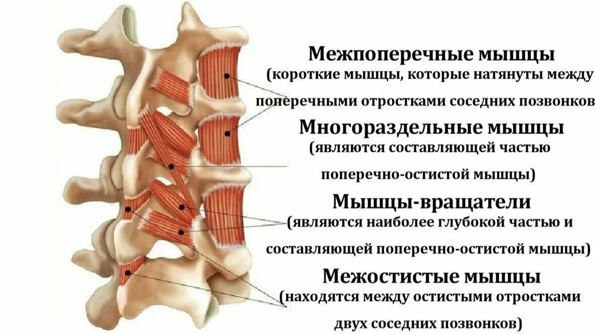 Передние шейные межпоперечные мышцы. Межпоперечные латеральные поясничные мышцы. Задние латеральные межпоперечные мышцы шеи. Межостистые мышцы начало и прикрепление. Паравертебральный отдел позвоночника