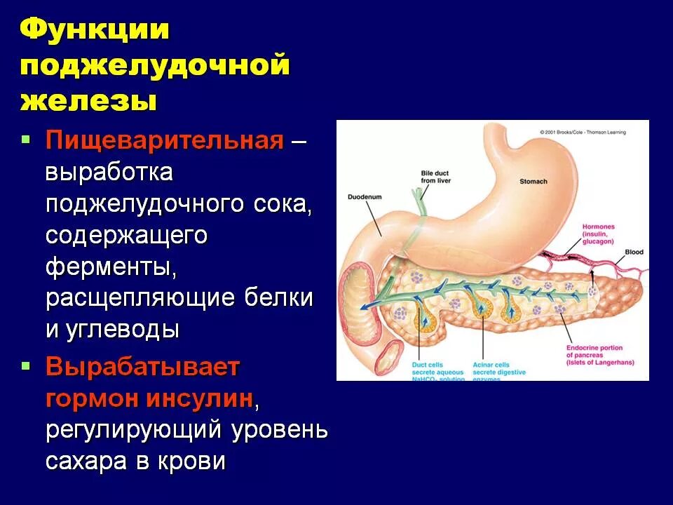 Функции которые выполняет железа. Функции поджелудочной железы в пищеварительной системе. поджелудочная железа. расположение, особенности строения, функции.. поджелудочная железа и кишечник выделительная функция. функции поджелудочной железы в пищеварительной системе человека.