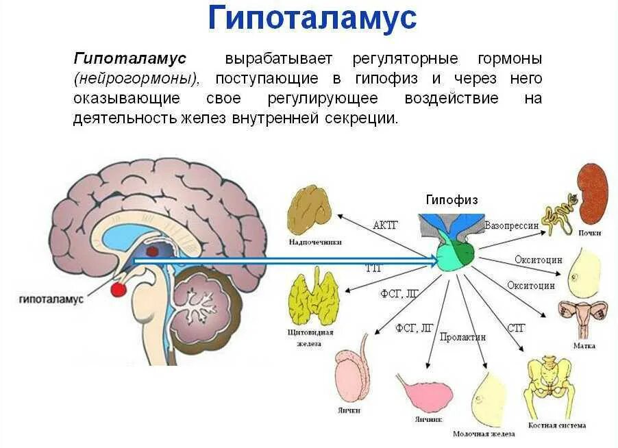 Функции отделов головного мозга гипоталамус. Гипоталамус высший центр регуляции эндокринных функций. Схема работы системы гипоталамус гипофиз. Гипофиз эпифиз таламус. Поддержание равновесия тела отдел мозга