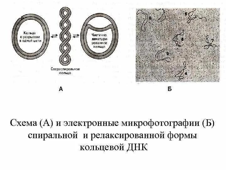 Днк кольцевая расположена. Кольцевая ДНК. ДНК кольцевой формы. Кольцевая ДНК строение и функции. Кольцевая молекула ДНК.