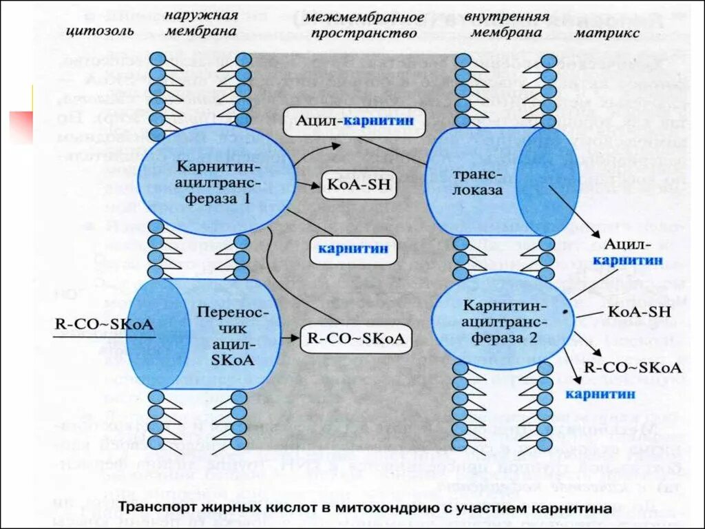 Транспорт липидов. Транспорт липидов биохимия. Синтез липидов. Строение транспортных форм липидов.