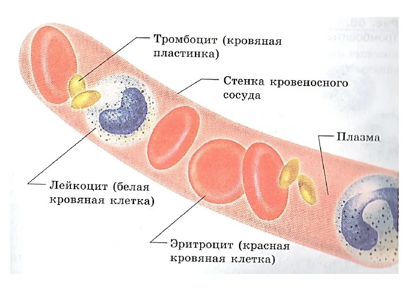 Элементы составляющие кровь. Схема состав плазмы крови. Плазма крови схема. Схема строения состава крови. Состав крови анатомия.