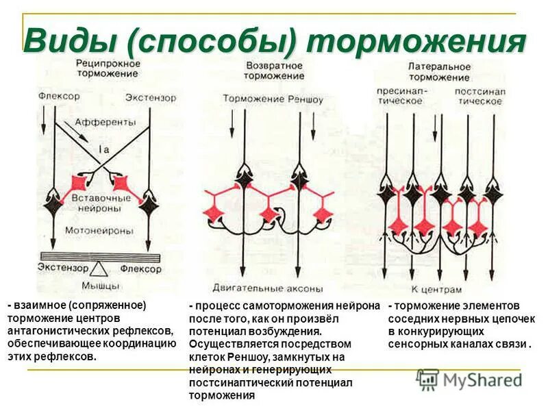 Реципрокное возвратное и Латеральное торможение. Возвратное постсинаптическое торможение физиология. Поступательное возвратное реципрокное Латеральное торможение. Реципрокное торможение возвратное торможение. Возвратное торможение