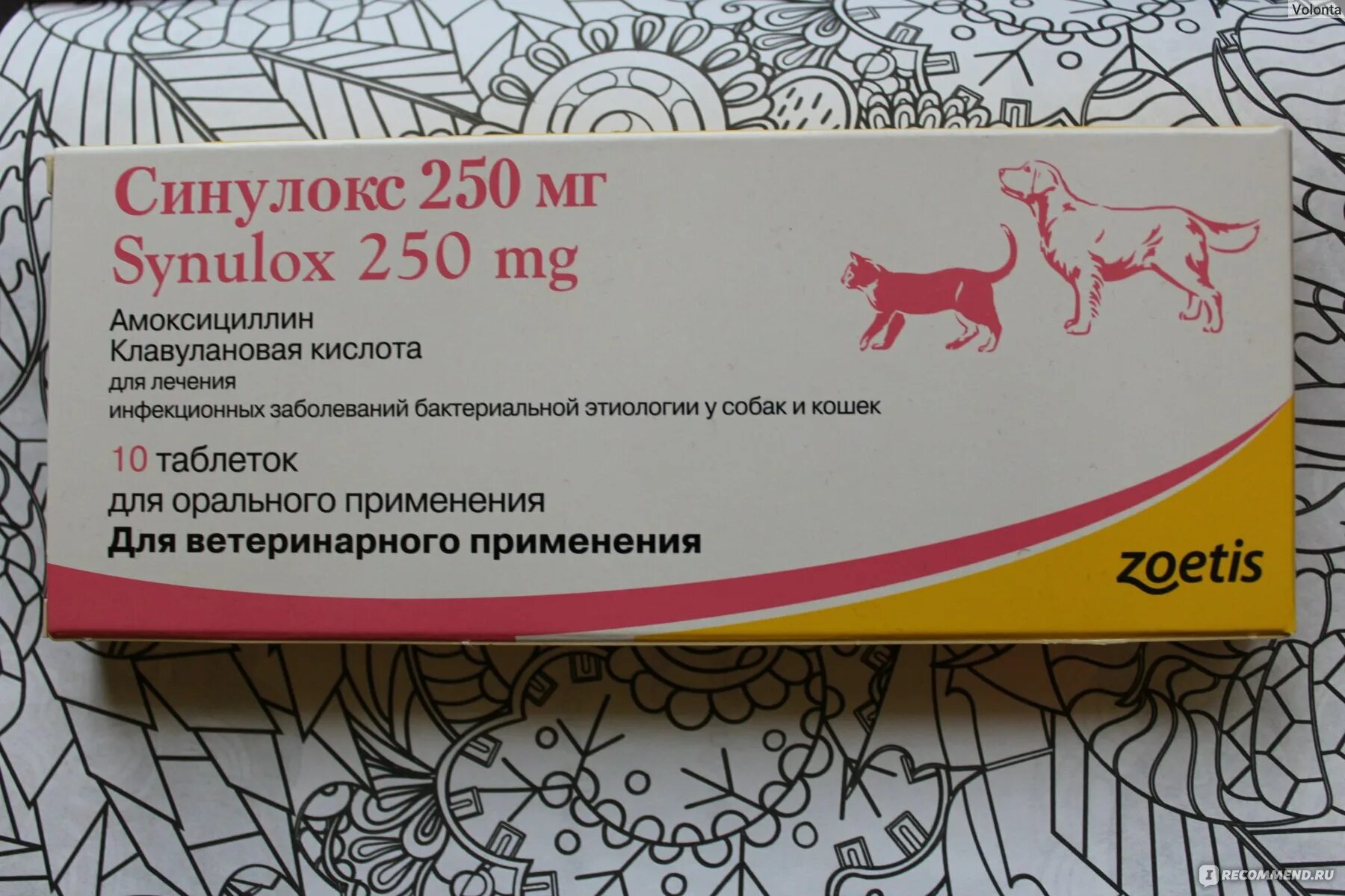 Можно ли давать антибиотик собаке. Синулокс 50 мг для кошек. Собачий антибиотик сину. Антибиотик для собак синулокс. Синулокс 50 мг таблетки.