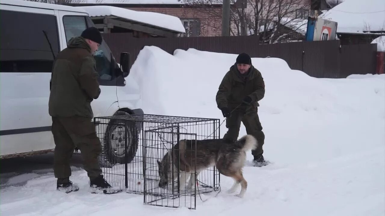 Служба отлова бездомных животных. Служба отлова бездомных собак. Служба отлова бродячих собак. Собаки куплю тагил