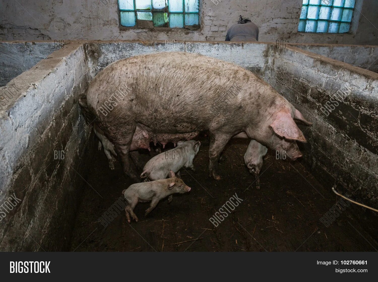 Почему свинина грязное. Грязные свиньи в свинарнике.