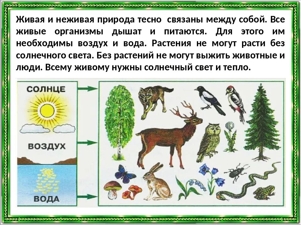 Как изменение неживой природы влияет на живую. Как связаны между собой неживая и Живая природа. Живая и неживая природа для дошкольников. Может ли неживая природа существовать без живой природы. Как разные объекты природы связаны между собой.