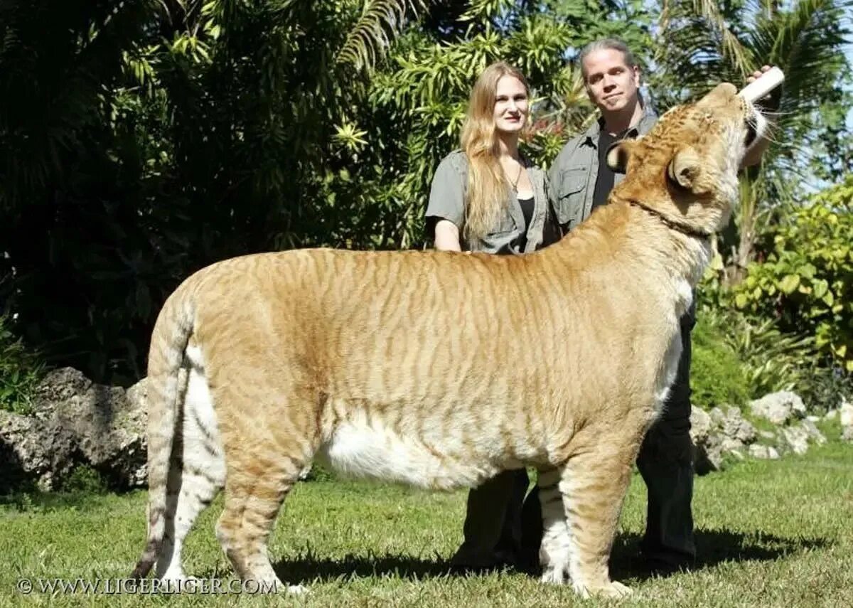 Liger uzbek tilida. Лигр гибрид Льва и тигра. Тигролев Геркулес. Лигр Лигр Геркулес. Гибрид Льва и тигра Геркулес.