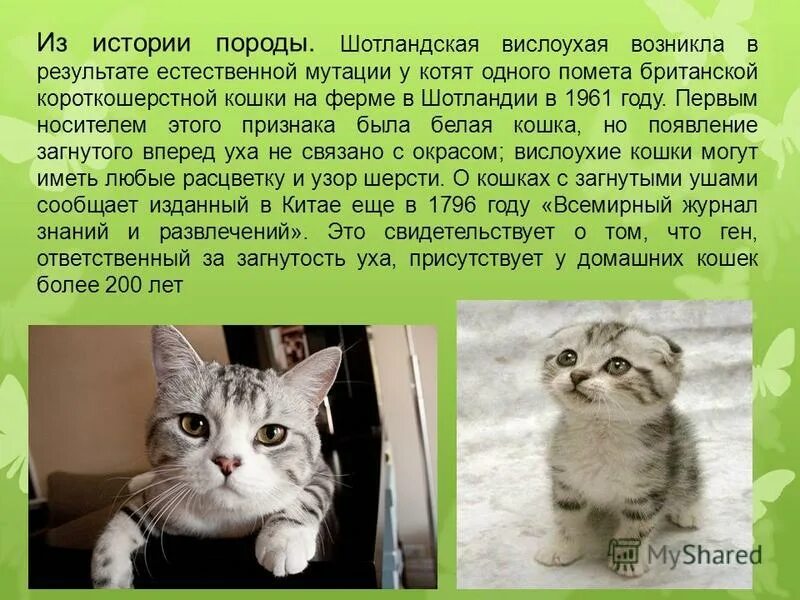 Шотландская вислоухая (или скоттиш-фолд). Характеристика шотландских кошек. Характеристика шотландских кошек. Шотландская вислоухая кошка сведения о ней. Стандарты шотландских вислоухих кошек.