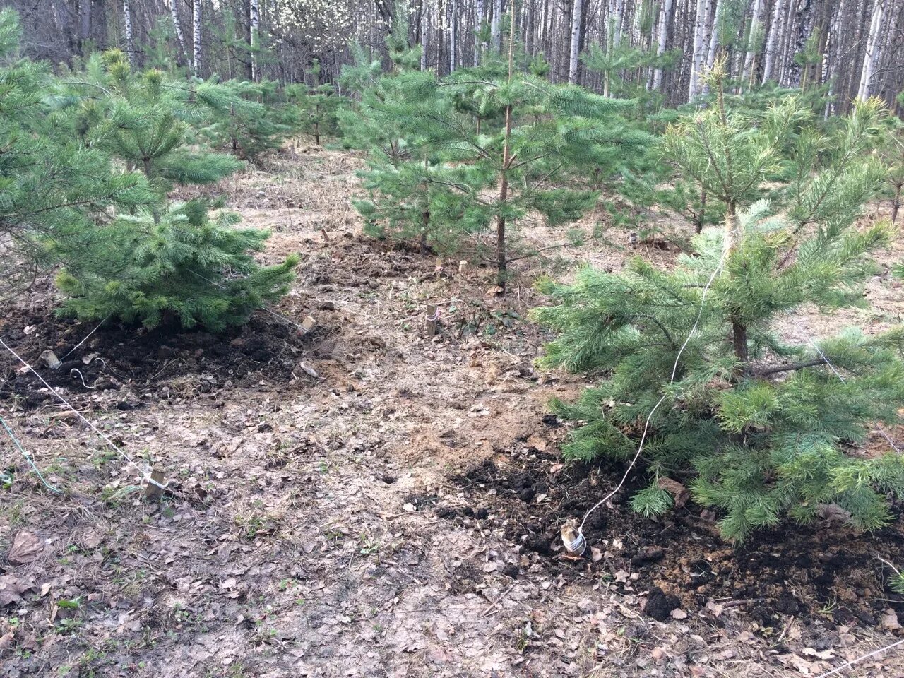 Хвойный нижний. Терлецкий лесопарк сосны. Посадка сосны. Сосновые посадки. Ленточные посадки сосны.