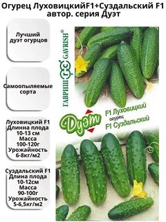 Описание огурцов луховицкие