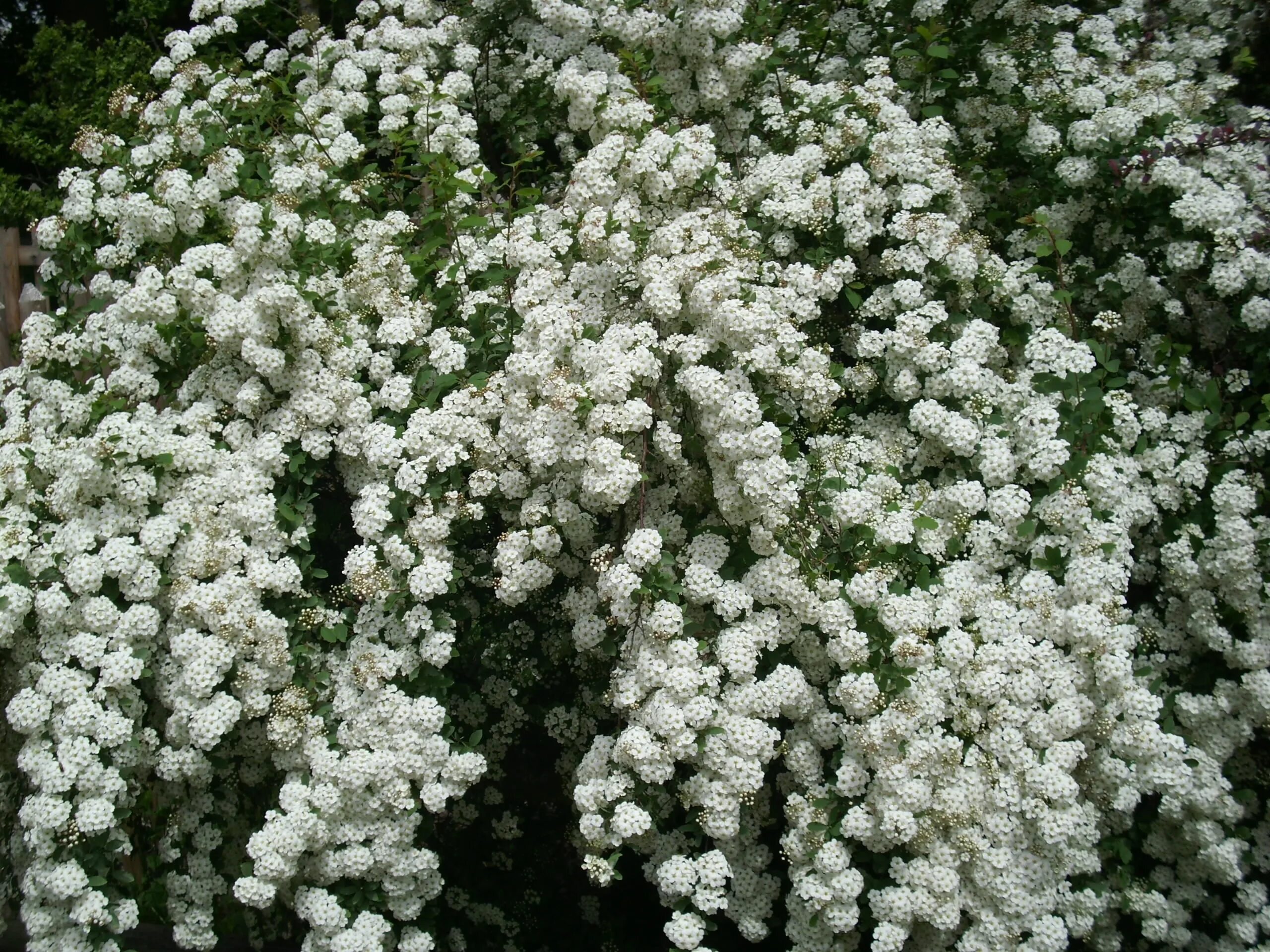 Кустарник цветет белым весной. Спирея Вангутта. Спирея аргута (Spiraea arguta). Спирея Вангутта Snow White. Спирея Вангутта белая невеста.