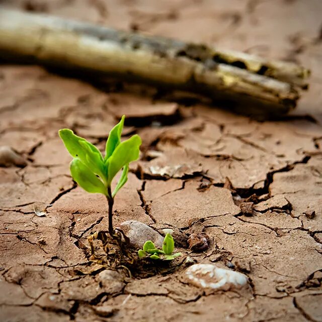 Life found a way. Жизнь растений.. Green Life растения. Жизнь без цветов. Жизнь растений картинки.