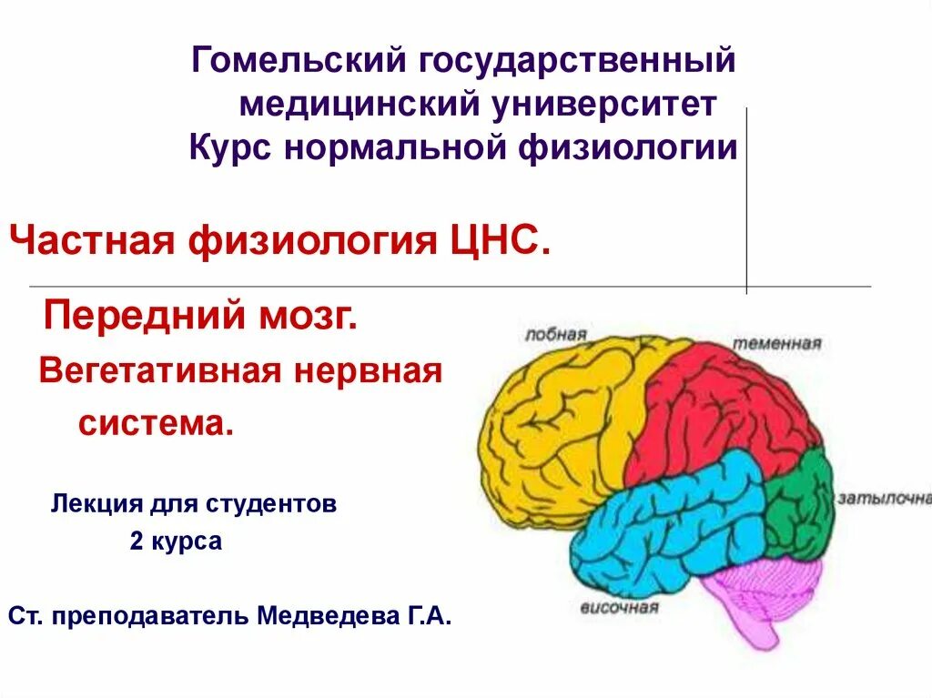 Физиология ЦНС. Частная физиология ЦНС. Передний мозг функции. Частная физиология ЦНС физиология.