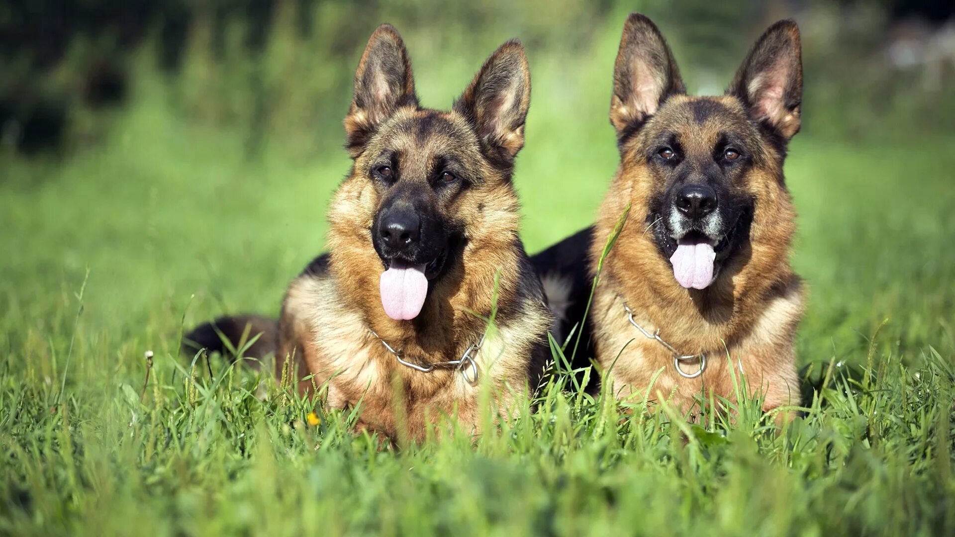 Овчарка от дам. Баварская овчарка shepherd. german shepherd немецкая овчарка. джерман шеферд. немецкая овчарка 4 к.