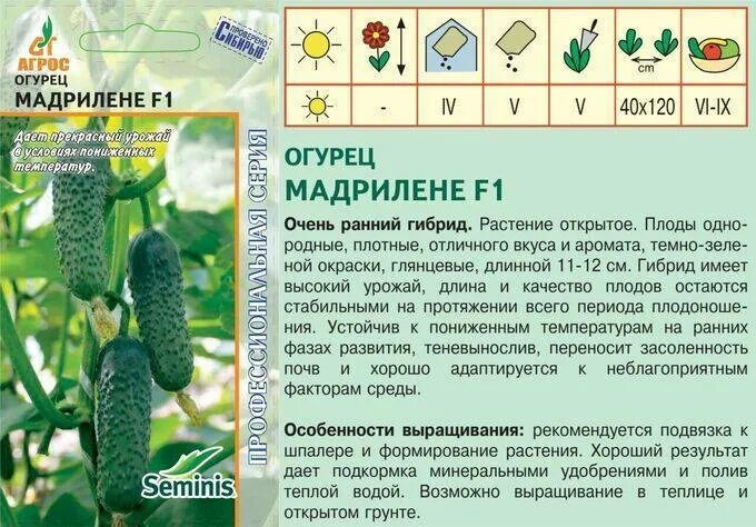 Мадрилен ф 1. Мадрилене огурец описание и отзывы. Мадрилене огурец описание. Огурец мадрилене семена. Мадрилене огурец описание и отзывы.
