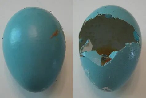 Почему темнеет яйцо