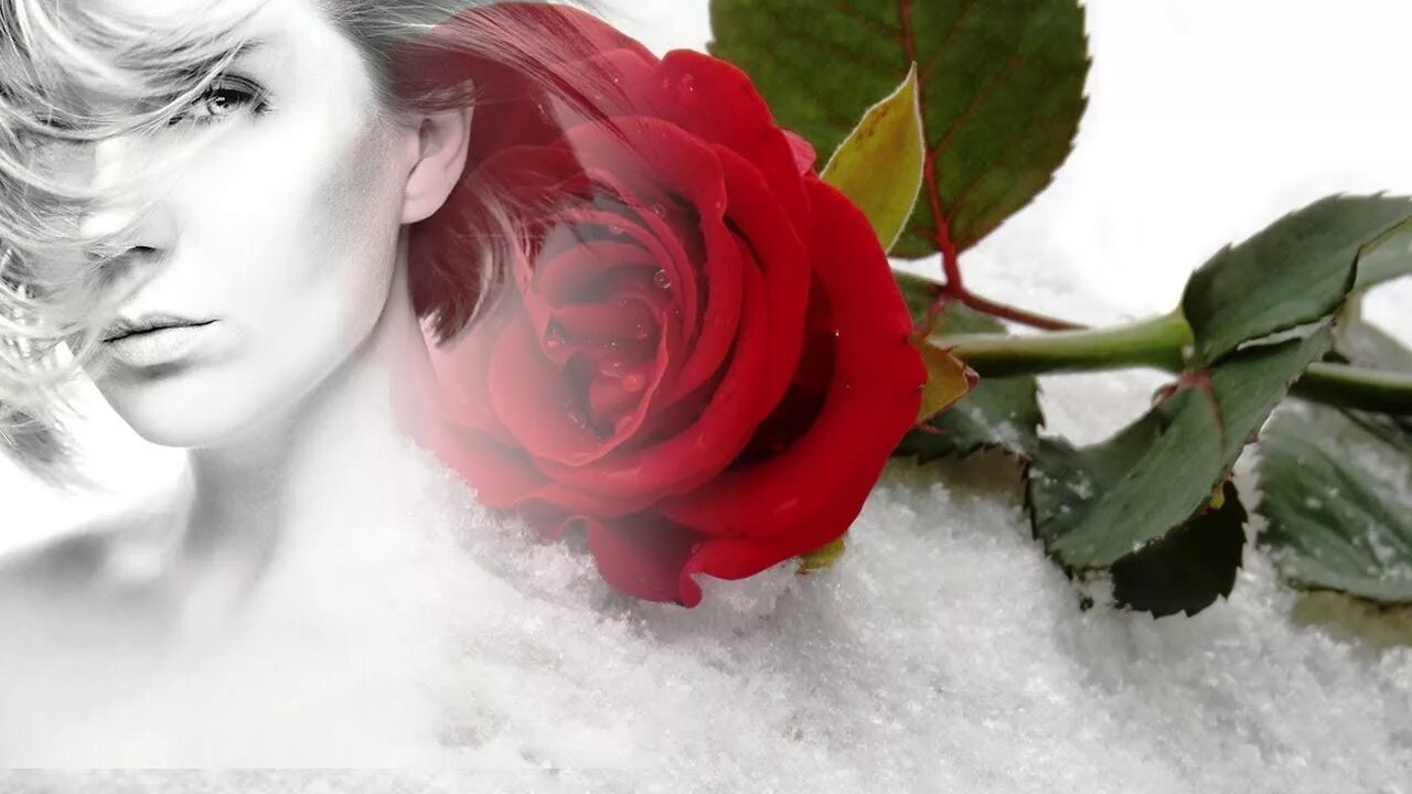 Белый день песня розы. Девушка с розами зимой. Девушка с розой. Розы на снегу. Девушка цветы снег.