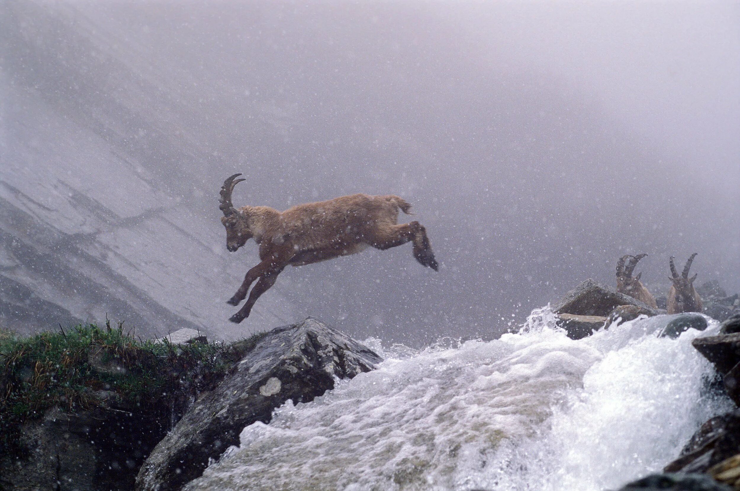 Альпийский Ибекс. Горный козел. Горный козел прыгает. Горный козел в прыжке.