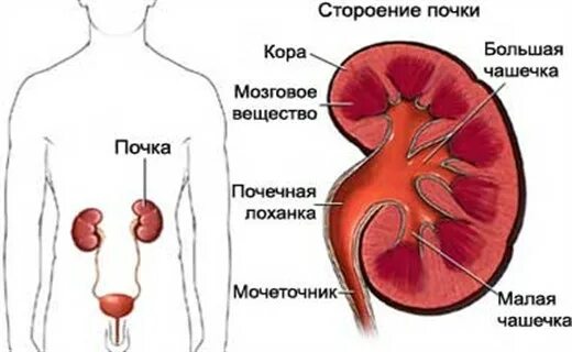 Почечные лоханки у детей. Берже болезнь почек. Лоханка почка анатомия строение. Чашечки почки анатомия.