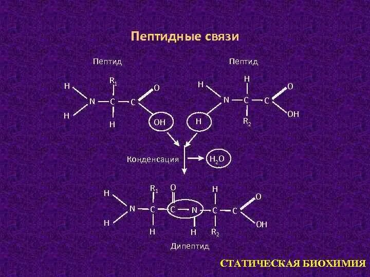 Связаны пептидными связями. Пептидная связь биохимия. Пептидная связь ее характеристика. Характеристики пептидной связи биохимия. Строение пептидной связи.