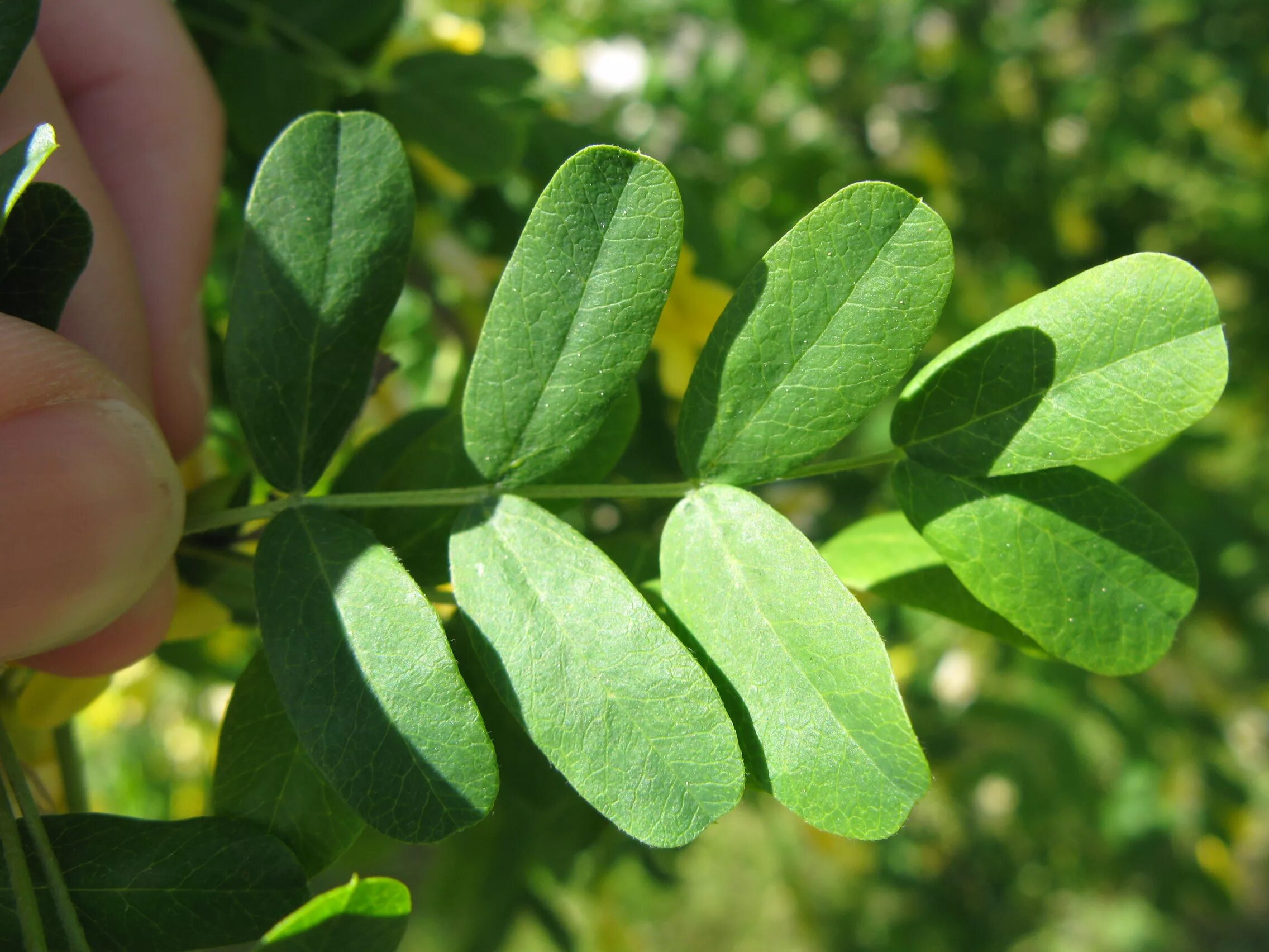 Карагана древовидная (caragana arborescens). Карагана древовидная. Карагана древовидная. Акация желтая карагана древовидная. Акация карагана древовидная.