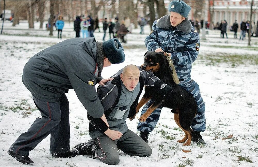 Собака задерживает преступника. Полицейский с собакой догоняет преступника. Задержание преступника собакой. Полицейский задерживает преступника. Служба на любой день года