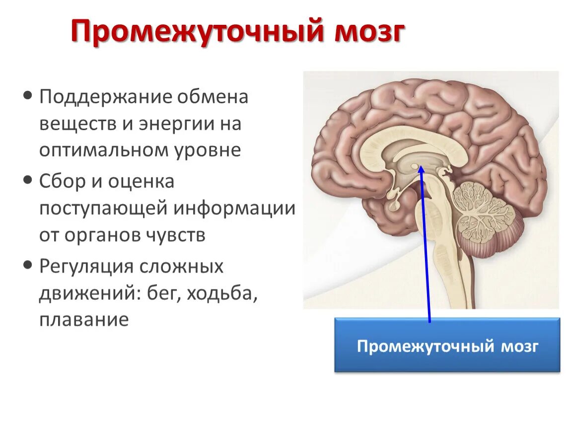 Анатомическое строение промежуточного мозга. Промежуточный мозг строение. Промежуточный мозг анатомия строение. Головной мозг строение промежуточный.