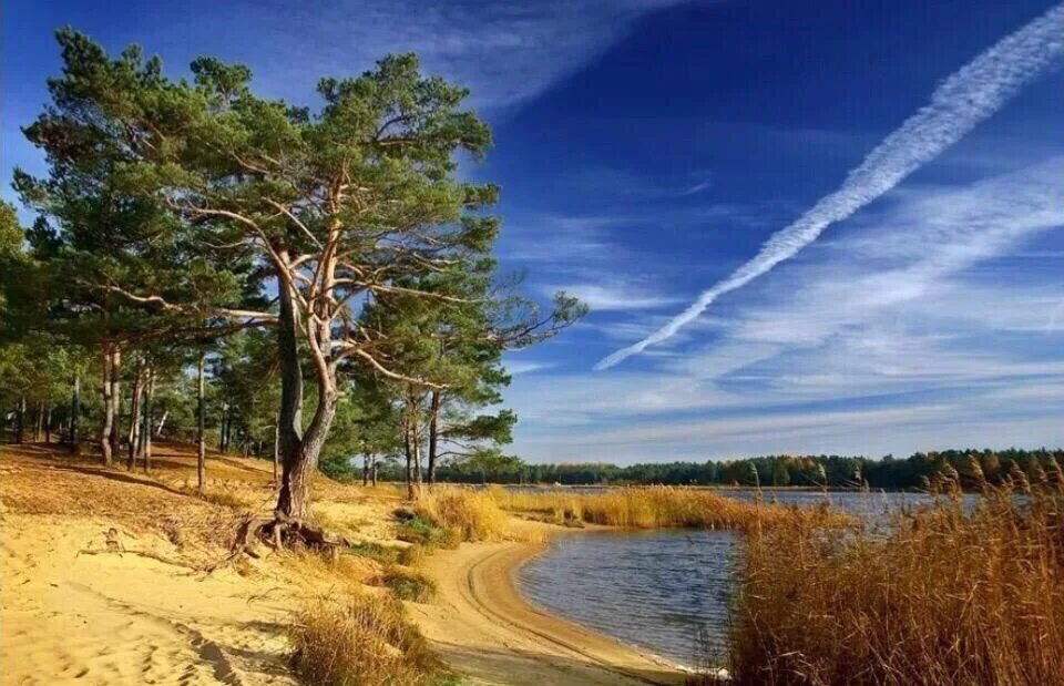 Серебряный бор сосны озеро. Сосновый бор ленинградская область лес. Речка сосновый бор екатеринбург. Озеро сосны. Сосна на берегу реки.