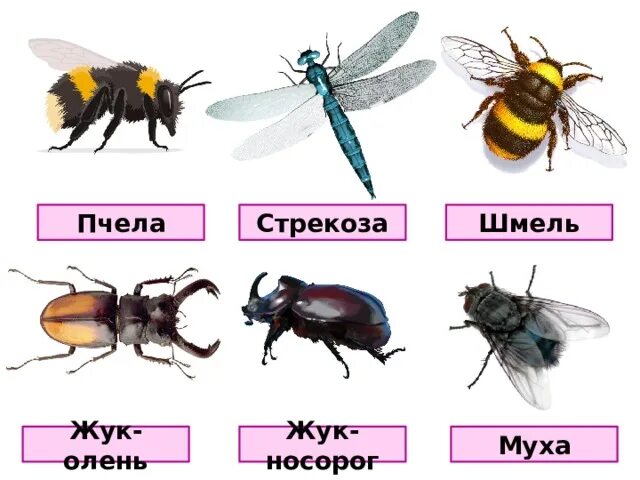 Сходство пчелы мухи. Сходство пчелы мухи