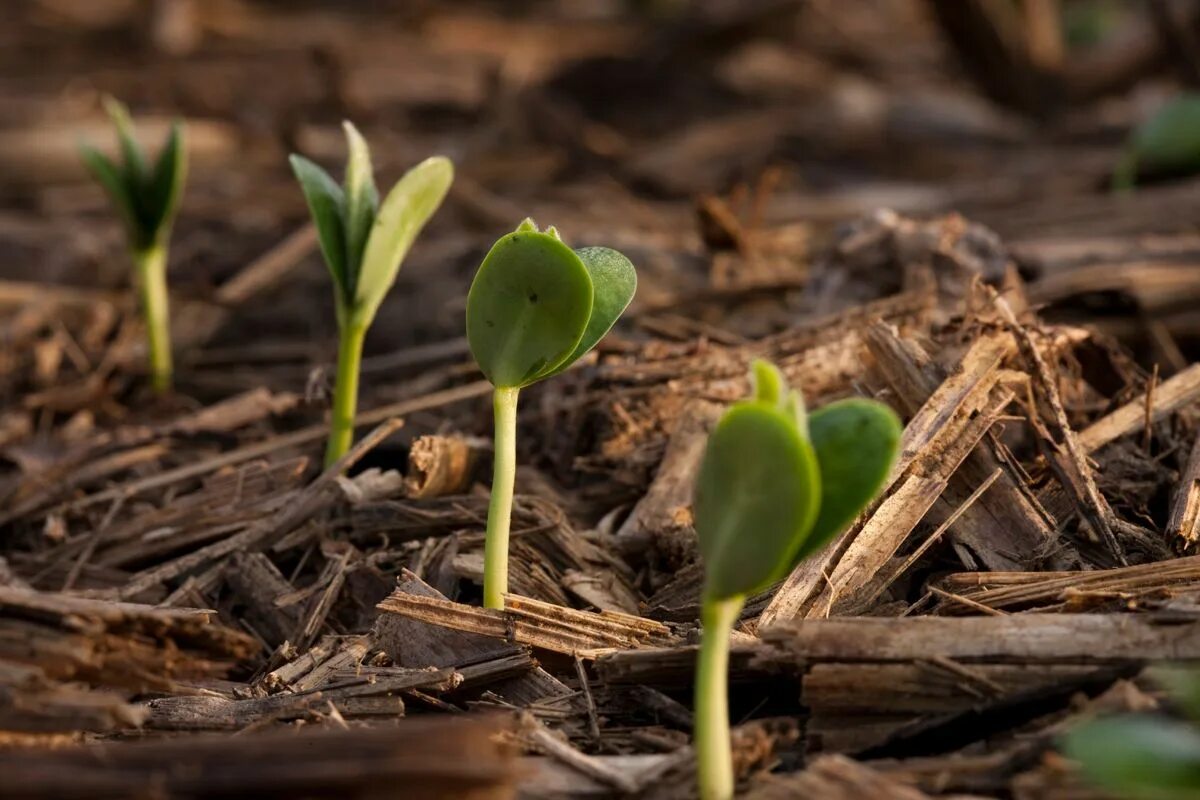 Plant protection. Germination. "Soybean germination". Plant Protection background.