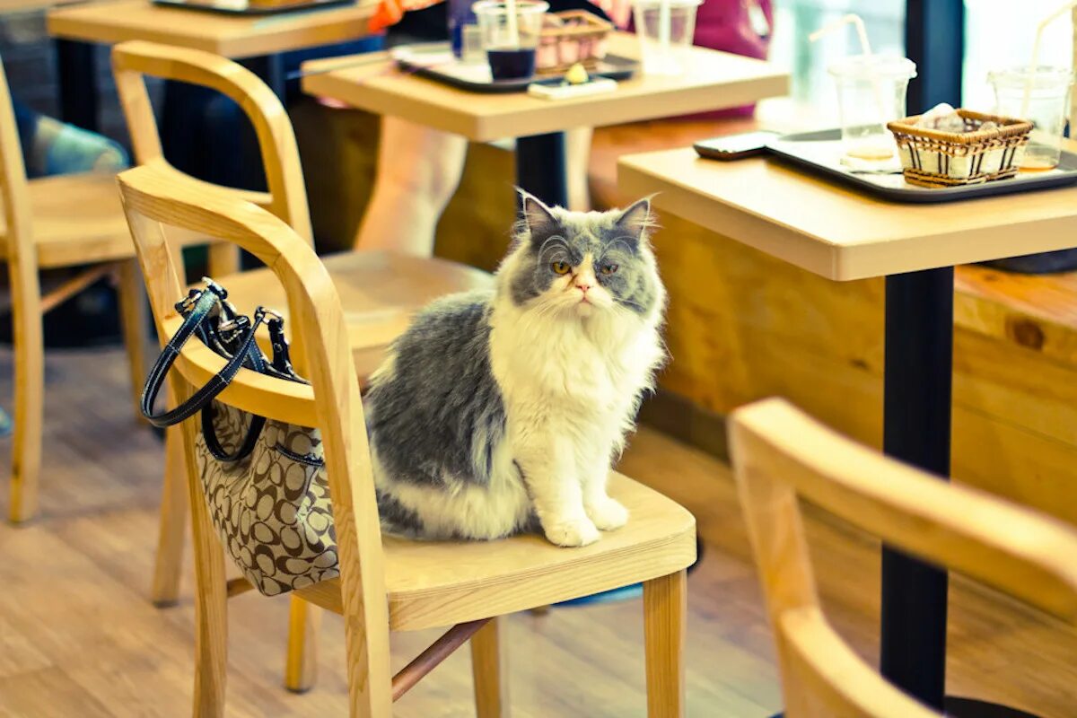 Кафе с кошками адрес. Кошачье кафе - "Cat Cafe" в Японии. Котокафе Котофейня. Котокафе мурчашка. Котокафе котики и люди, Москва.