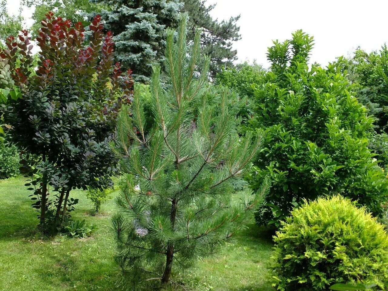 40 сортов хвойных. Сосна Pinus nigra. Сосна черная Австрийская. Сосна черная (Pinus nigra). Pinus nigra Marie Bregeon.