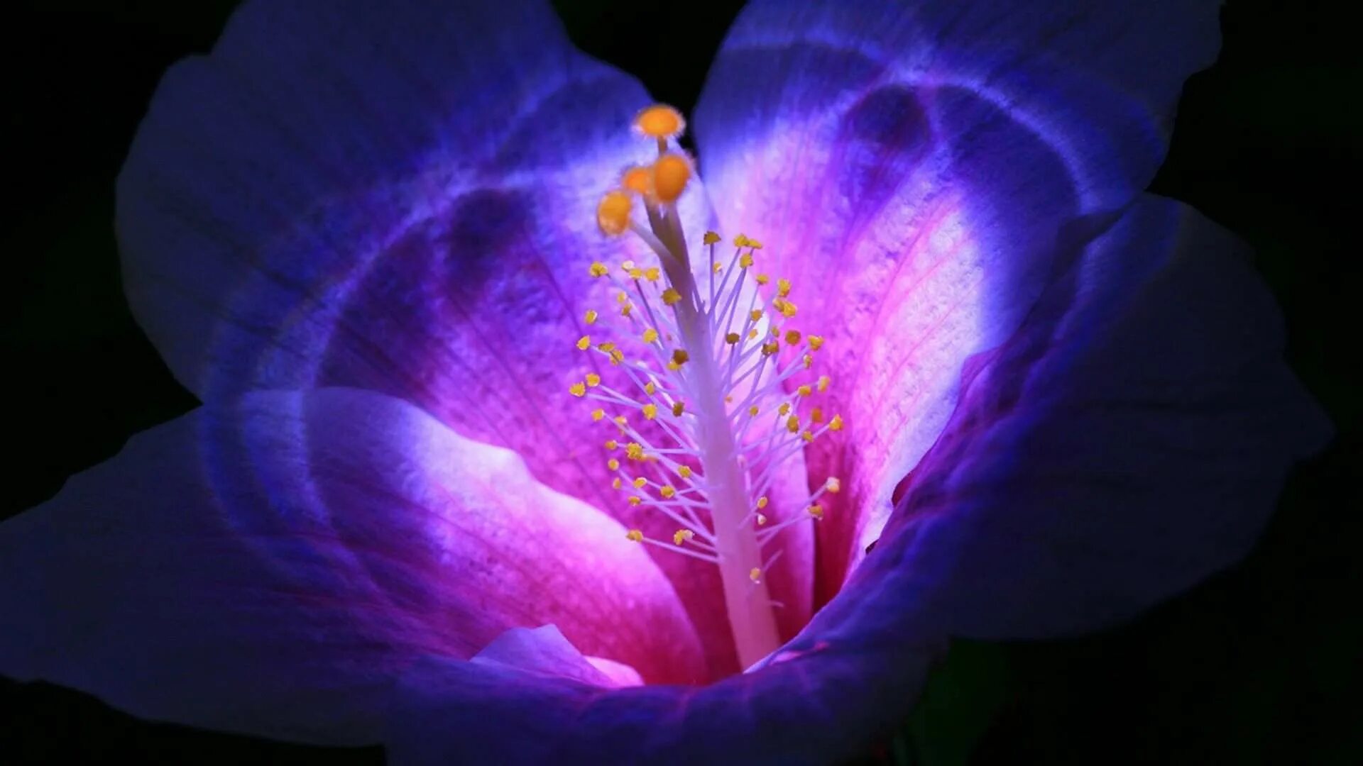 цветы ночью. ночное небо цветы. ночь на поляне. поляна ночью. фиолетовые цветы.