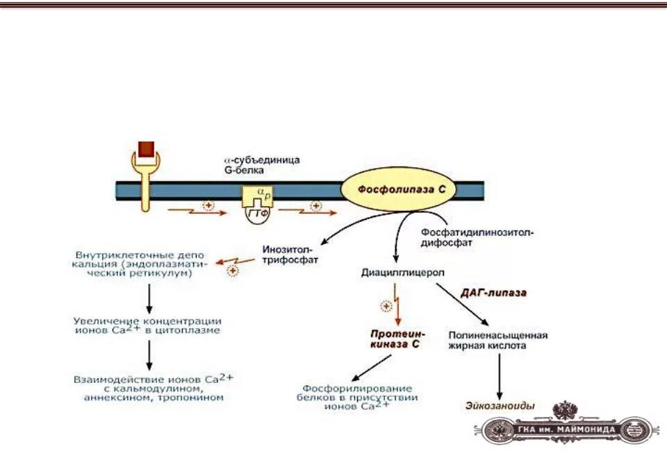 Транспорт белков внутриклеточный. Фосфолипаза а2 биохимия. Механизм активации фосфолипазы а2. Инозитолфосфатная система биохимия. Кальций фосфолипидный механизм.