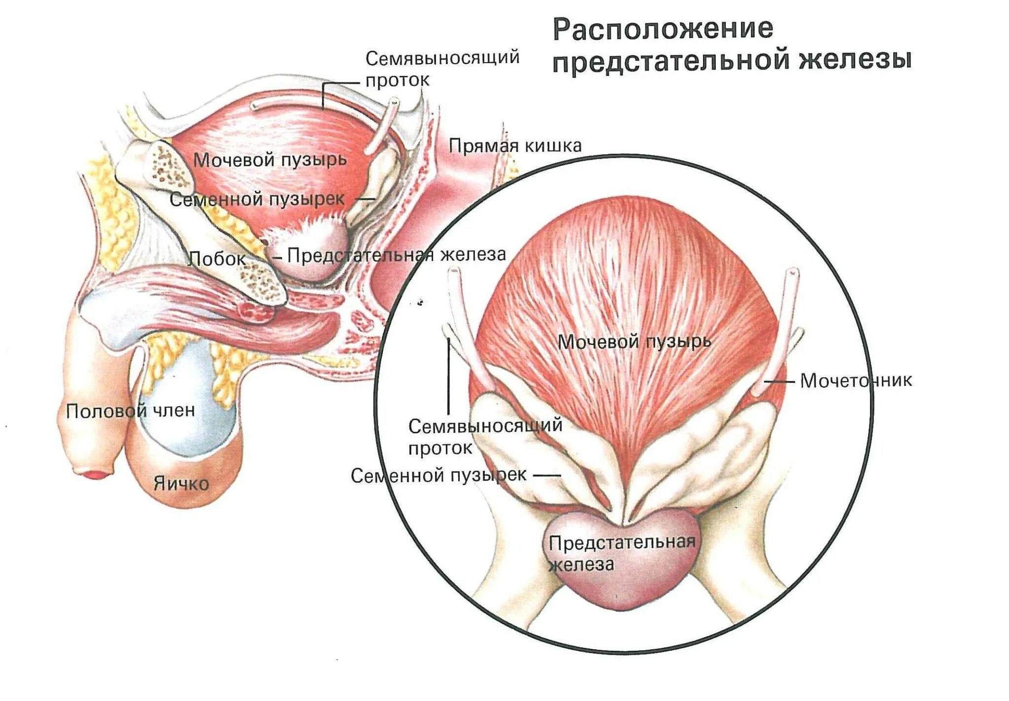 Простата урок. Предстательная железа расположена. Семенные пузырьки и предстательная железа. Месторасположение предстательной железы.