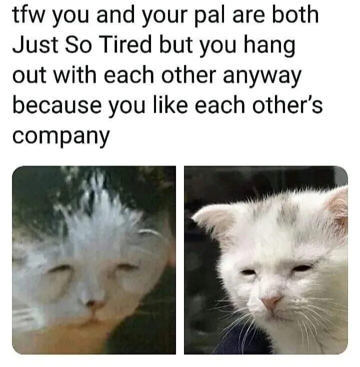 Look he is too tired to continue. Мем tired. Мем tired of memes. Tired Cat meme. Memes about tiredness.